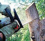 Trusted Woodstock, IL Tree Removal Experts