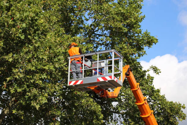 How Our Tree Care Process Works  in  Woodstock, IL